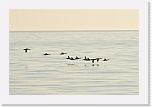 3 migration DSC_8019 * 900 x 600 * (234KB)